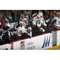 Chicago Wolves Bench Celebrates vs. the San Antonio Rampage