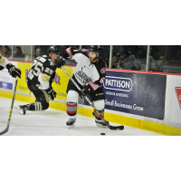 Brampton Beast Defenseman Mathew Maione