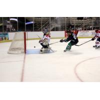 Louisiana IceGators Score against the Fayetteville FireAntz