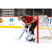 Tucson Roadrunners goaltender Jaxson Stauber