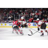 Tucson Roadrunners battle the Rockford Icehogs